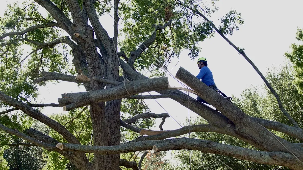 Professional Hazardous Tree Removal performed by certified arborists in Mcgregor